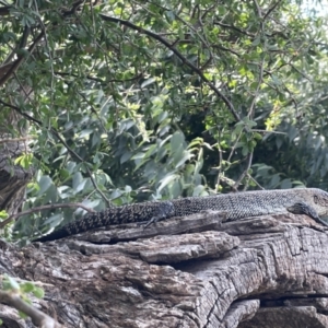 Egernia cunninghami at Campbell, ACT - 12 Jan 2023 05:26 PM