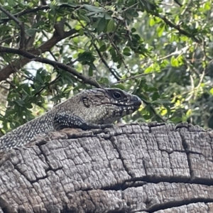 Egernia cunninghami at Campbell, ACT - 12 Jan 2023 05:26 PM