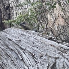 Egernia cunninghami at Campbell, ACT - 12 Jan 2023 05:26 PM