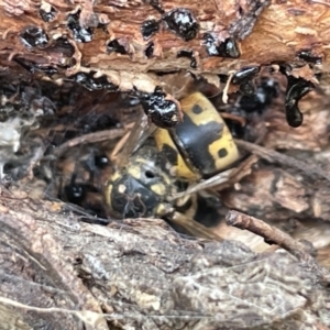 Vespula germanica at Campbell, ACT - 12 Jan 2023