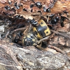Vespula germanica (European wasp) at Campbell, ACT - 12 Jan 2023 by Hejor1
