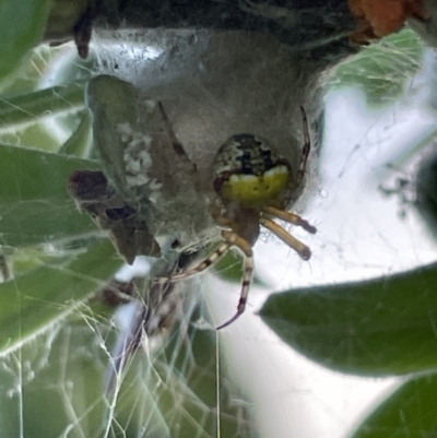 Araneus albotriangulus (White-triangle orb weaver) at Kaleen, ACT - 13 Jan 2023 by Hejor1