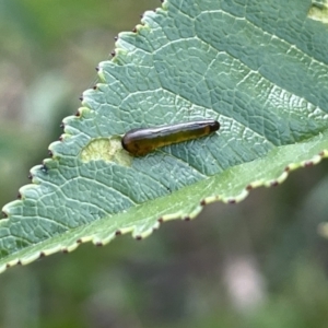 Caliroa cerasi at Crace, ACT - 13 Jan 2023