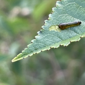 Caliroa cerasi at Crace, ACT - 13 Jan 2023