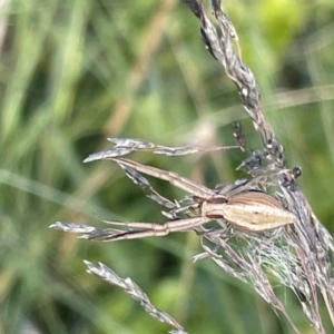 Runcinia acuminata at Kaleen, ACT - 13 Jan 2023 06:26 PM