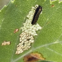 Xanthogaleruca luteola (Elm leaf beetle) at Crace, ACT - 13 Jan 2023 by Hejor1