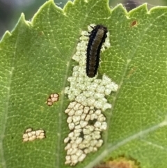 Xanthogaleruca luteola at Crace, ACT - 13 Jan 2023