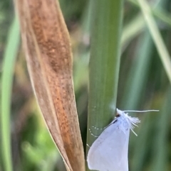 Tipanaea patulella (The White Crambid moth) at Crace, ACT - 13 Jan 2023 by Hejor1