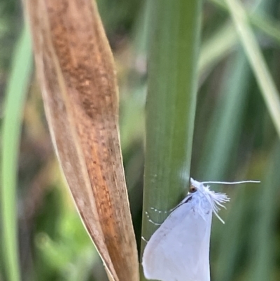 Tipanaea patulella (A Crambid moth) at O'Connor Ridge to Gungahlin Grasslands - 13 Jan 2023 by Hejor1