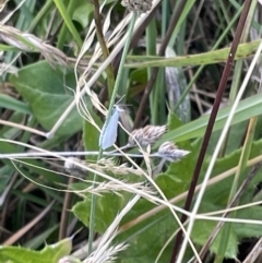 Tipanaea patulella at Crace, ACT - 13 Jan 2023 06:30 PM