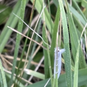 Tipanaea patulella at Crace, ACT - 13 Jan 2023 06:30 PM