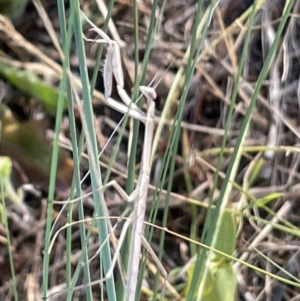 Tenodera australasiae at Kaleen, ACT - 13 Jan 2023 06:26 PM