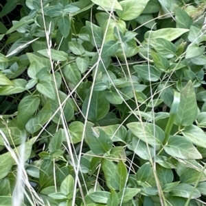 Vinca major at Kaleen, ACT - 13 Jan 2023 06:35 PM