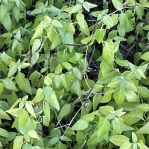 Vinca major at Kaleen, ACT - 13 Jan 2023 06:35 PM