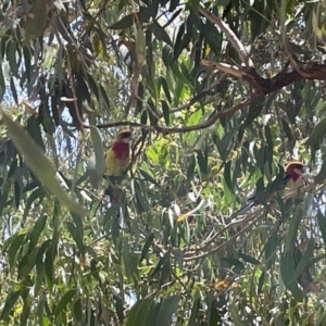 Platycercus eximius at Casey, ACT - 14 Jan 2023 12:06 PM