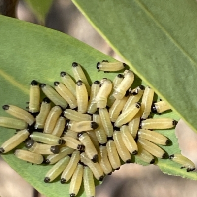 Paropsisterna cloelia (Eucalyptus variegated beetle) at Casey, ACT - 14 Jan 2023 by Hejor1