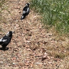 Gymnorhina tibicen (Australian Magpie) at Casey, ACT - 14 Jan 2023 by Hejor1