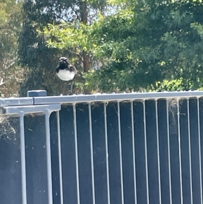 Rhipidura leucophrys (Willie Wagtail) at Casey, ACT - 14 Jan 2023 by Hejor1