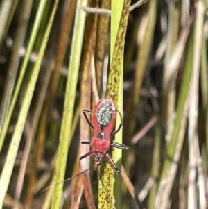 Gminatus australis at Casey, ACT - 14 Jan 2023