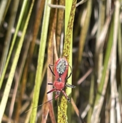 Gminatus australis (Orange assassin bug) at Casey, ACT - 14 Jan 2023 by Hejor1