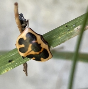 Neorrhina punctata at Casey, ACT - 14 Jan 2023