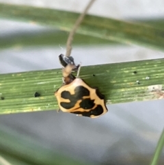 Neorrhina punctata at Casey, ACT - 14 Jan 2023