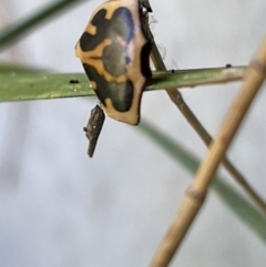 Neorrhina punctata at Casey, ACT - 14 Jan 2023