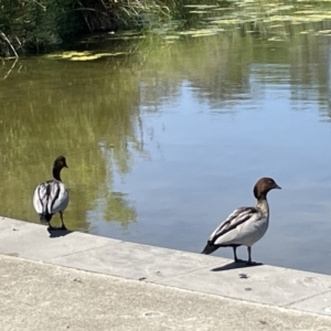 Chenonetta jubata at Casey, ACT - 14 Jan 2023 11:26 AM