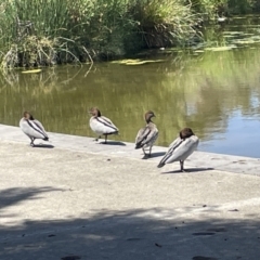 Chenonetta jubata at Casey, ACT - 14 Jan 2023 11:26 AM