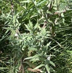 Epilobium hirtigerum at Casey, ACT - 14 Jan 2023