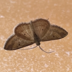 Scopula rubraria (Reddish Wave, Plantain Moth) at Casey, ACT - 14 Jan 2023 by Hejor1