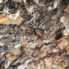 Lampona cylindrata (White-tailed Spider) at Casey, ACT - 14 Jan 2023 by Hejor1