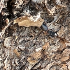 Lampona cylindrata at Casey, ACT - 14 Jan 2023 06:12 PM