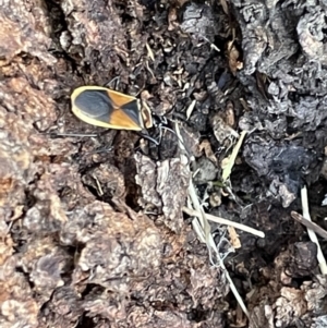 Dindymus versicolor at Casey, ACT - 14 Jan 2023