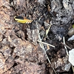 Dindymus versicolor at Casey, ACT - 14 Jan 2023