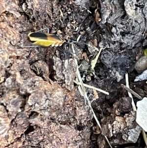 Dindymus versicolor at Casey, ACT - 14 Jan 2023 06:29 PM