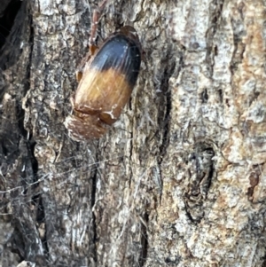 Phyllotocus macleayi at Casey, ACT - 14 Jan 2023