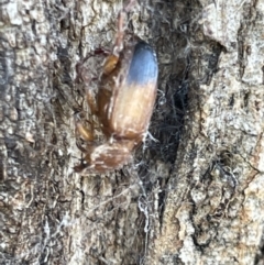 Phyllotocus macleayi at Casey, ACT - 14 Jan 2023 06:35 PM