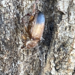 Phyllotocus macleayi at Casey, ACT - 14 Jan 2023 06:35 PM