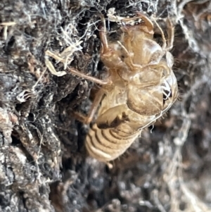 Cicadettini sp. (tribe) at Casey, ACT - 14 Jan 2023