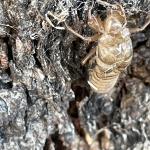 Cicadettini sp. (tribe) at Casey, ACT - 14 Jan 2023