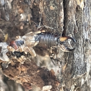 Forficula auricularia at Casey, ACT - 14 Jan 2023 06:31 PM