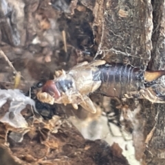 Forficula auricularia at Casey, ACT - 14 Jan 2023 06:31 PM