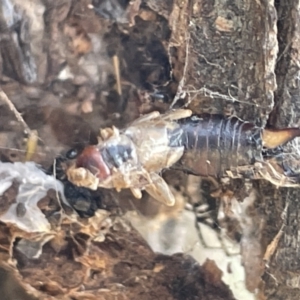 Forficula auricularia at Casey, ACT - 14 Jan 2023 06:31 PM