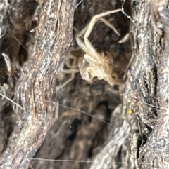 Unidentified Other web-building spider (TBC) at Casey, ACT - 14 Jan 2023 by Hejor1