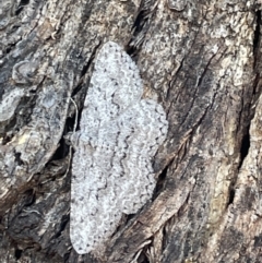 Psilosticha absorpta (Fine-waved Bark Moth) at Casey, ACT - 14 Jan 2023 by Hejor1