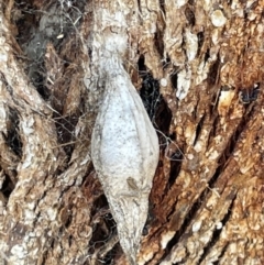 Hyalarcta nigrescens (Ribbed Case Moth) at Casey, ACT - 14 Jan 2023 by Hejor1