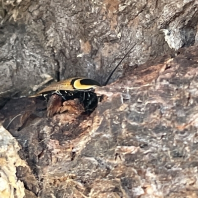 Ellipsidion australe (Austral Ellipsidion cockroach) at Casey, ACT - 14 Jan 2023 by Hejor1