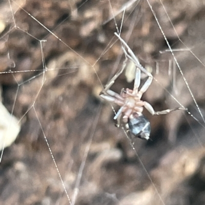 Unidentified Spider (Araneae) at Casey, ACT - 14 Jan 2023 by Hejor1