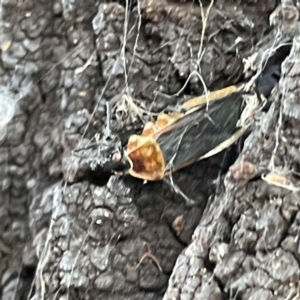 Dindymus versicolor at Casey, ACT - 14 Jan 2023 06:59 PM